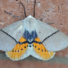 Gastrophora henricaria (Fallen-bark Looper, Beautiful Leaf Moth) at QPRC LGA - 14 Sep 2019 by natureguy