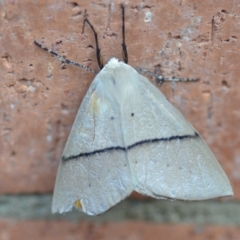 Gastrophora henricaria at Wamboin, NSW - 14 Sep 2019