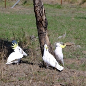 Pogona barbata at Molonglo River Reserve - 9 Oct 2019