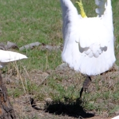 Pogona barbata at Molonglo River Reserve - 9 Oct 2019