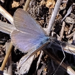 Zizina otis (Common Grass-Blue) at Dunlop, ACT - 9 Oct 2019 by Kurt