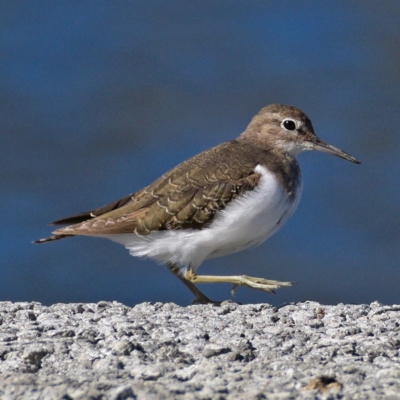 Actitis hypoleucos (Common Sandpiper) at Monash, ACT - 8 Oct 2019 by Marthijn