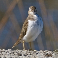 Actitis hypoleucos at Monash, ACT - 9 Oct 2019 08:45 AM