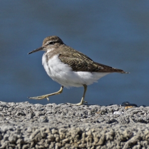 Actitis hypoleucos at Monash, ACT - 9 Oct 2019