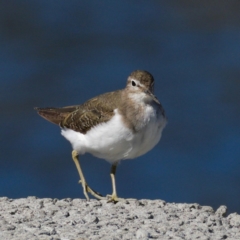 Actitis hypoleucos at Monash, ACT - 9 Oct 2019 08:45 AM