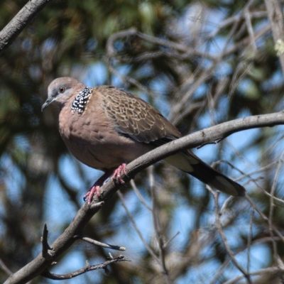 Spilopelia chinensis (Spotted Dove) at Paddys River, ACT - 8 Oct 2019 by Marthijn