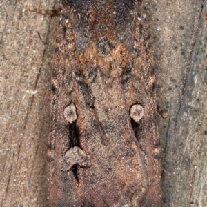 Agrotis infusa at Kambah, ACT - 9 Oct 2019