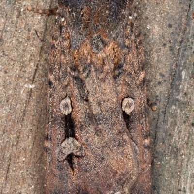 Agrotis infusa (Bogong Moth, Common Cutworm) at Kambah, ACT - 9 Oct 2019 by Marthijn