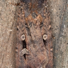 Agrotis infusa (Bogong Moth, Common Cutworm) at Kambah, ACT - 8 Oct 2019 by Marthijn