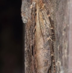 Agrotis infusa at Kambah, ACT - 9 Oct 2019