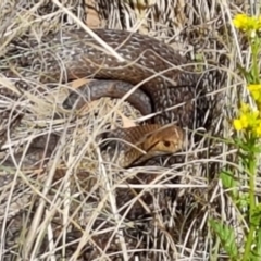 Pseudonaja textilis (Eastern Brown Snake) at Umbagong District Park - 7 Oct 2019 by tpreston