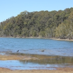 Haematopus longirostris (Australian Pied Oystercatcher) at Bodalla, NSW - 24 Sep 2019 by nickhopkins