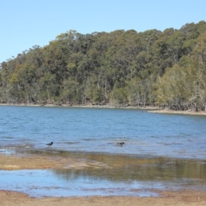 Haematopus longirostris at Bodalla, NSW - suppressed