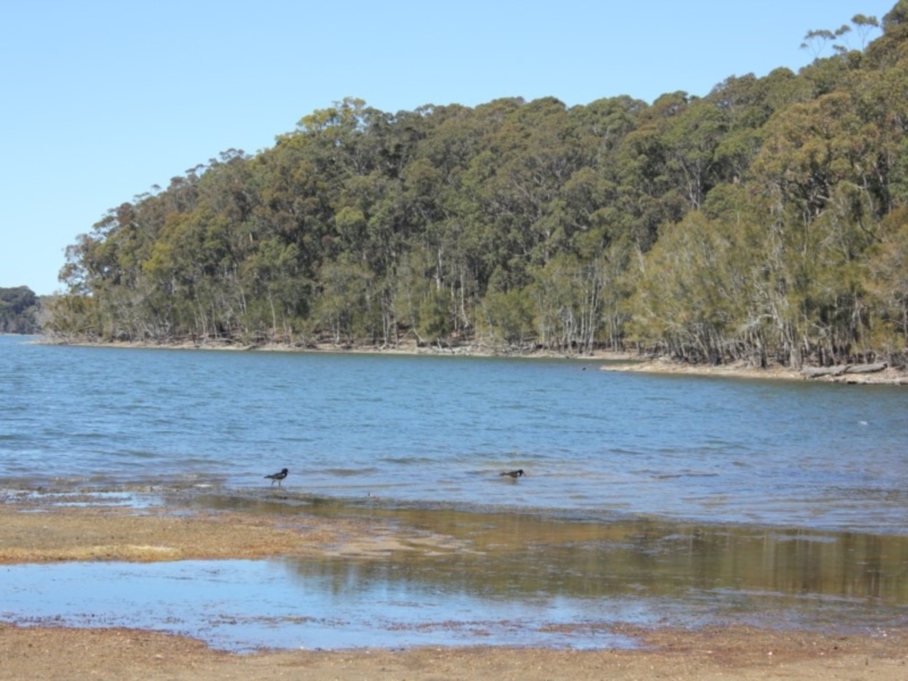 Haematopus longirostris at Bodalla, NSW - 24 Sep 2019