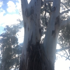 Callocephalon fimbriatum (Gang-gang Cockatoo) at Hughes, ACT - 9 Oct 2019 by MandyC