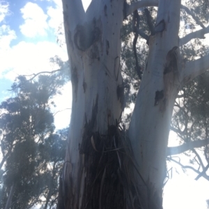 Callocephalon fimbriatum at Hughes, ACT - suppressed