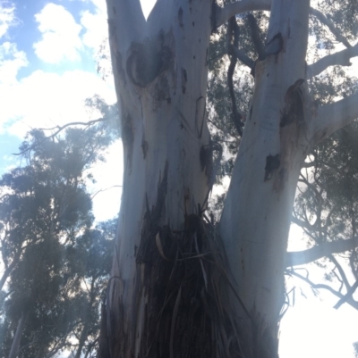 Callocephalon fimbriatum (Gang-gang Cockatoo) at Hughes, ACT - 9 Oct 2019 by MandyC