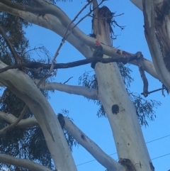 Callocephalon fimbriatum at Hughes, ACT - suppressed