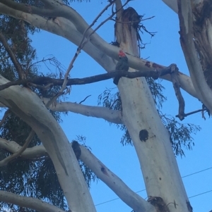 Callocephalon fimbriatum at Hughes, ACT - suppressed