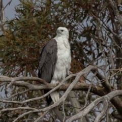 Haliaeetus leucogaster at Jindabyne, NSW - 5 Oct 2019