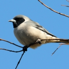 Artamus personatus (Masked Woodswallow) at Urambi Hills - 9 Oct 2019 by Harrisi