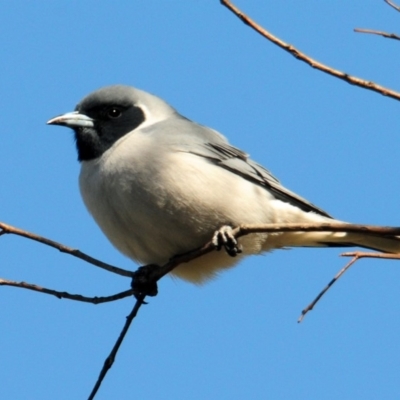 Artamus personatus (Masked Woodswallow) at Urambi Hills - 9 Oct 2019 by Harrisi