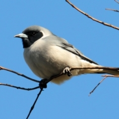 Artamus personatus (Masked Woodswallow) at Urambi Hills - 8 Oct 2019 by Harrisi