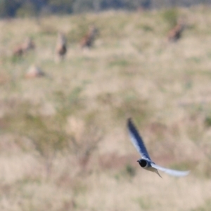 Artamus personatus at Tuggeranong DC, ACT - 9 Oct 2019