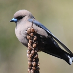 Artamus cyanopterus (Dusky Woodswallow) at Tuggeranong DC, ACT - 8 Oct 2019 by Harrisi