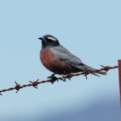 Artamus superciliosus (White-browed Woodswallow) at Urambi Hills - 8 Oct 2019 by Harrisi