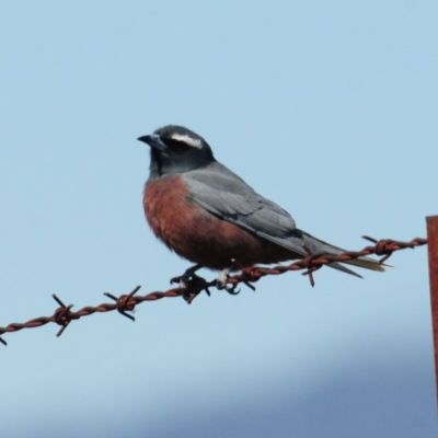 Artamus superciliosus (White-browed Woodswallow) at Tuggeranong DC, ACT - 9 Oct 2019 by Harrisi