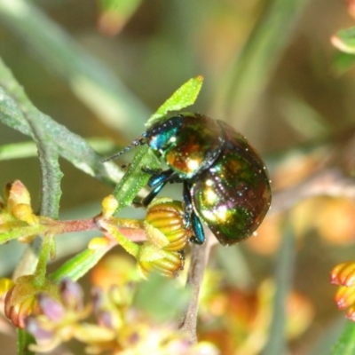 Callidemum hypochalceum (Hop-bush leaf beetle) at Paddys River, ACT - 9 Oct 2019 by Harrisi