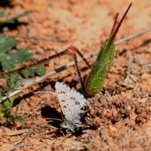 Lucia limbaria at Tuggeranong DC, ACT - 9 Oct 2019 10:26 AM