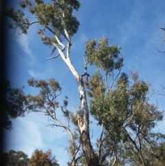 Callocephalon fimbriatum (Gang-gang Cockatoo) at Red Hill, ACT - 6 Oct 2019 by NickDaines