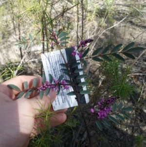Indigofera australis subsp. australis at Tuggeranong DC, ACT - 6 Oct 2019