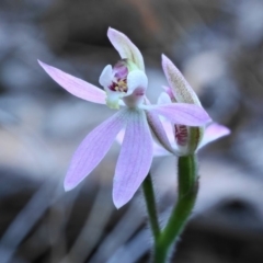 Caladenia carnea (Pink Fingers) at Hackett, ACT - 9 Oct 2019 by shoko