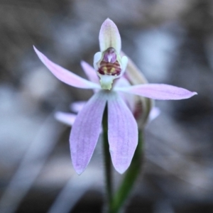 Caladenia carnea at Hackett, ACT - 9 Oct 2019