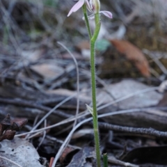 Caladenia carnea at Hackett, ACT - 9 Oct 2019