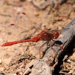 Diplacodes bipunctata (Wandering Percher) at Nicholls, ACT - 8 Oct 2019 by Harrisi