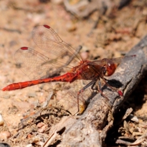 Diplacodes bipunctata at Nicholls, ACT - 8 Oct 2019