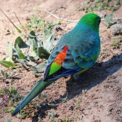 Psephotus haematonotus (Red-rumped Parrot) at Urambi Hills - 8 Oct 2019 by Harrisi