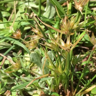 Juncus capitatus (Dwarf Rush) at Mount Ainslie - 9 Oct 2019 by JaneR