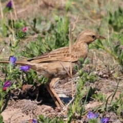 Cincloramphus cruralis (Brown Songlark) at Urambi Hills - 8 Oct 2019 by Harrisi