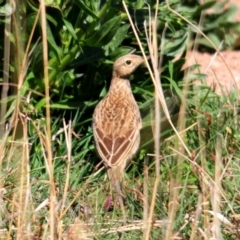 Cincloramphus cruralis at Tuggeranong DC, ACT - 9 Oct 2019