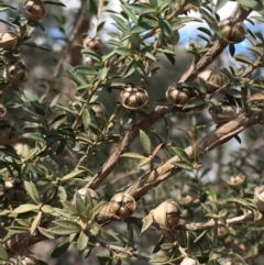 Leptospermum continentale (Prickly Teatree) at Majura, ACT - 9 Oct 2019 by JaneR