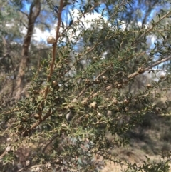 Leptospermum continentale at Majura, ACT - 9 Oct 2019