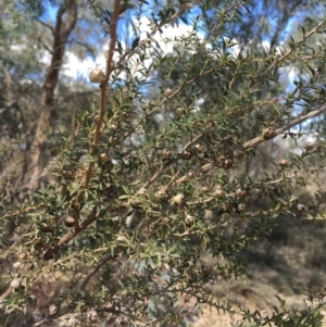 Leptospermum continentale at Majura, ACT - 9 Oct 2019 03:02 PM