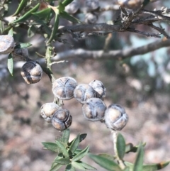 Leptospermum continentale at Majura, ACT - 9 Oct 2019