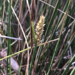 Carex tereticaulis (Poongort) at Majura, ACT - 9 Oct 2019 by JaneR