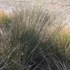 Carex tereticaulis at Majura, ACT - 9 Oct 2019 03:15 PM